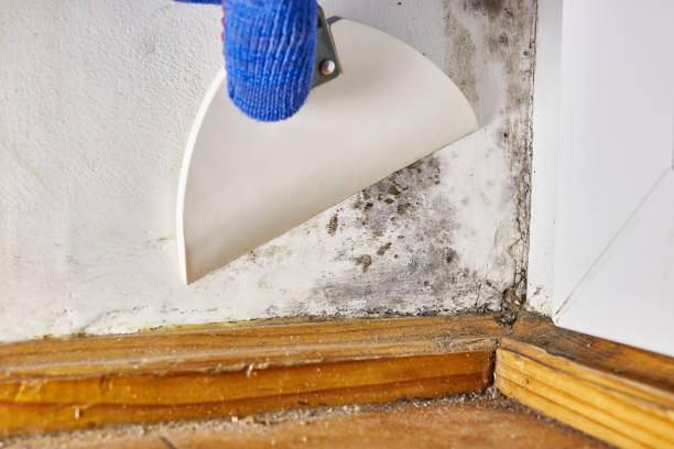 Best Air Quality Testing for Mold Spores  in Cuthbert, GA